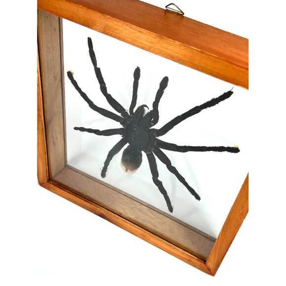 Tarantula Taxidermy Yucatan Rust Rump Giant Hairy Real Spider Between Glass - Picture 8 of 15